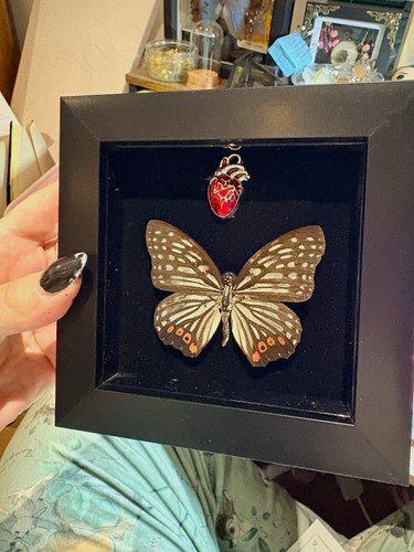Mounted butterfly moth - mounted, butterfly/moth
