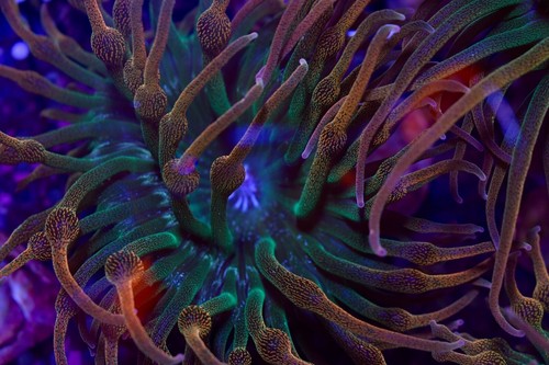 Rainbow bubble tip anemones - bubble,
