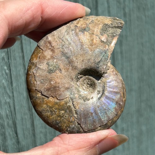 Ammonite fossil - ammonite, (f1)