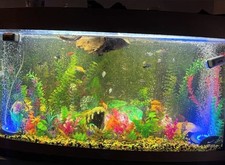 180L jewel fish tank (two external filters and heater)