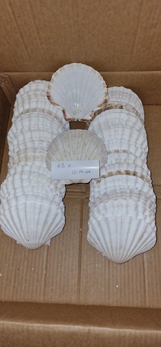 62x scallop shells cm - 62x, 12-13