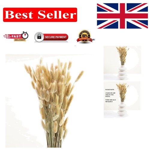 Versatile lagurus grass stems - versatile,