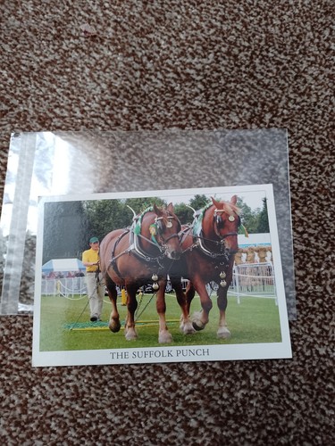 The suffolk punch - suffolk, ltd