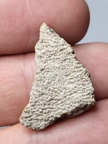 Saltasaurus egg shell - saltasaurus, sauropod