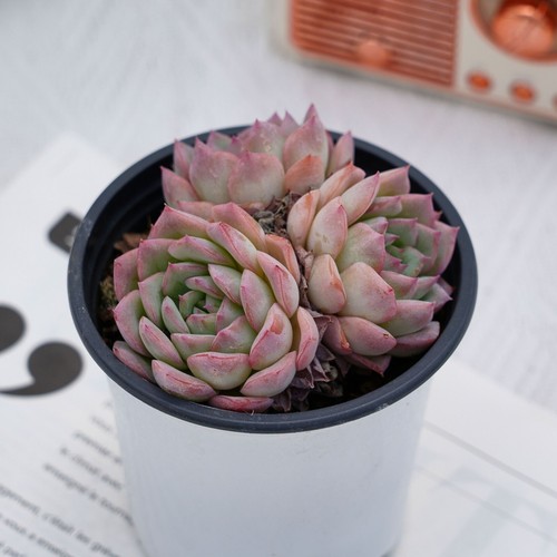 Echeveria desert rose - 3.5'',