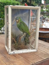 Antique taxidermy Blue Fronted Amazon Parrot Glass Case Exotic