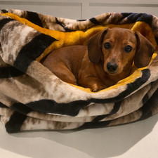 Large snuggle sack, dachshund