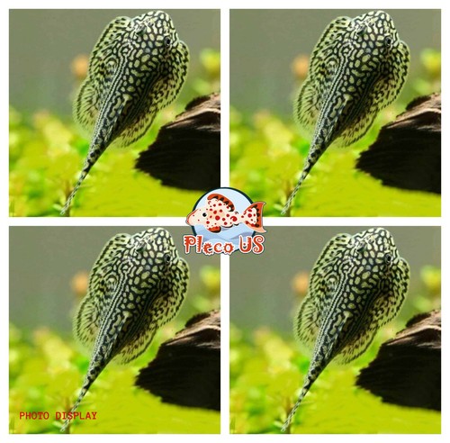 Pack hillstream loach - hillstream,