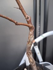 T3 part trained birch bonsai