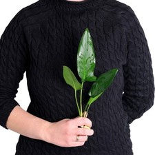 Anubias hastifolia Large