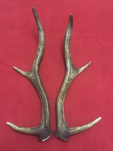 Pair red deer - of, 350g