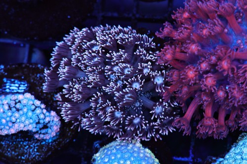 Purple ice goniopora wysiwyg - ice,