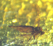Pliocene amber kenya africa - pliocene,