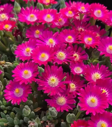Delosperma jewel desert - of,