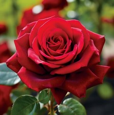 Rose Bush 'Pride Of England' in 3L Pot - Patriotic Red Rose For The Garden