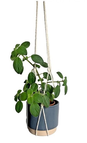 100 charity plant pot hanger - 100%,