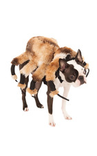 Giant Spider Costume Dogs