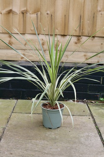 Cordyline australis torbay - cordyline,