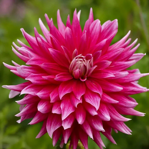 Cactus dahlia dark horse - ac,