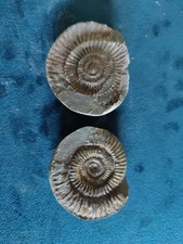 Ammonite Fossil X 2