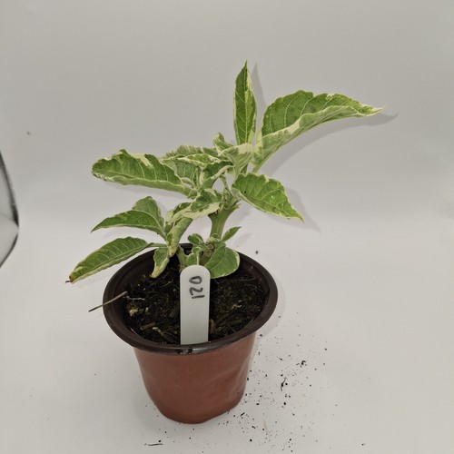 Brugmansia snowbank angel - snowbank, angel's