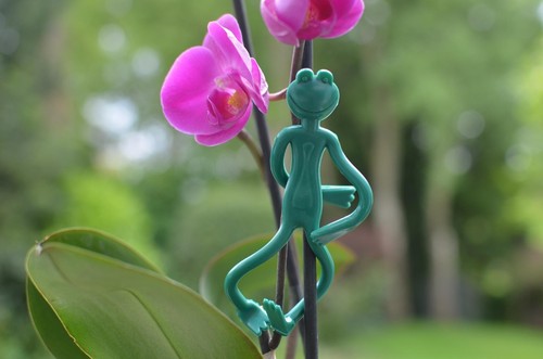 Neat ideas friendly - ideas, froggies
