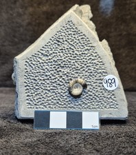 Calcite Jurassic Ammonite