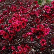 LEPTOSPERMUM  BURGUNDY QUEEN