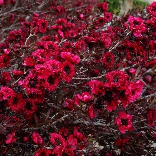 Leptospermum burgundy queen - leptospermum,