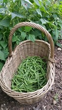 Climbing French Bean Seeds Fasold ( 30 ) Seeds - UK Seller - UK Quality Seeds