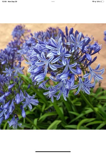 Agapanthus blue lily - 35+,