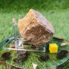 Plesiosaur vertebra north - plesiosaur,
