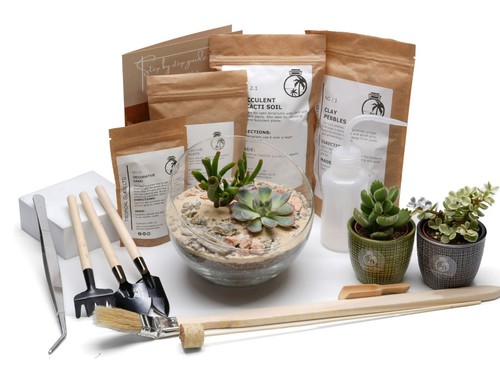 Succulent terrarium kit diy - succulent,