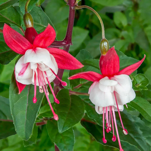 Hardy fuchsia bush snow cap - hardy,