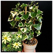 Rare Senecio macroglossus