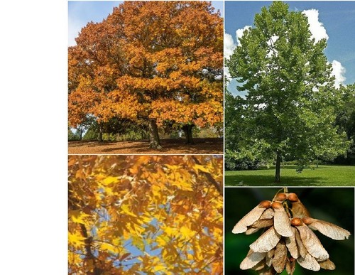 Sycamore tree seeds 2025 - tree,