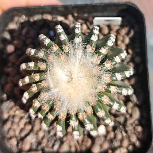 Discocactus horstii - discocactus,