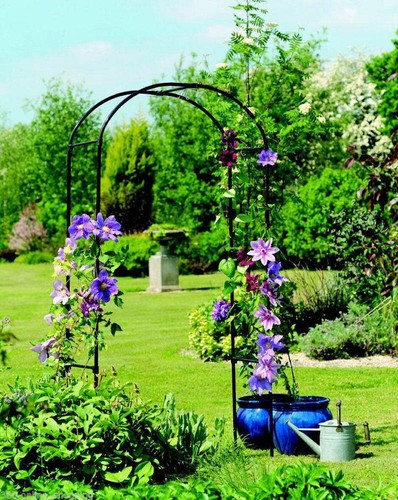 Metal garden arch rose - arch, plant