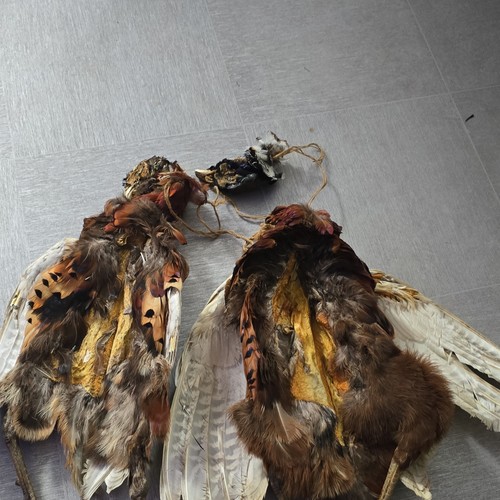 Pheasants tails - pheasants, no