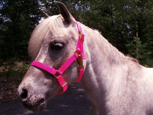 Miniature horse adjustable - miniature,