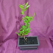 Bonsai POMEGRANATE Tree. 2 Yr