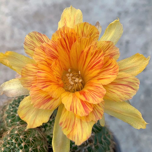Lobivia flowering succulent - lobivia,