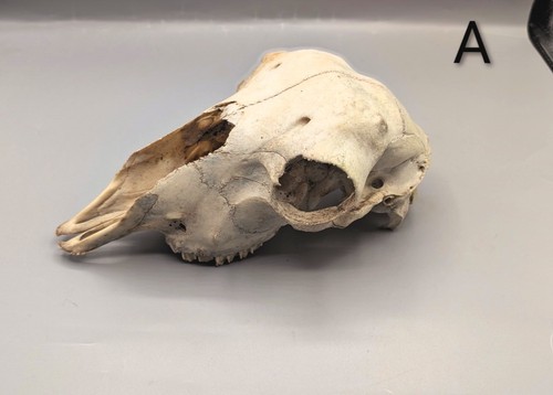 Sheep skull bones animal - sheep,