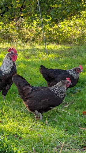 Fertile norfolk gray pure - gray,