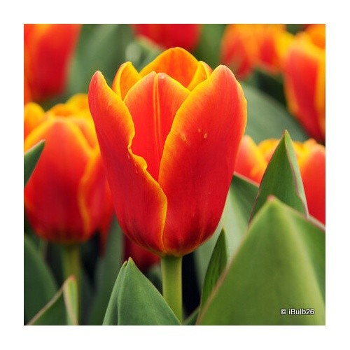 Tulip stresa bulbs free - tulip, 'stresa'