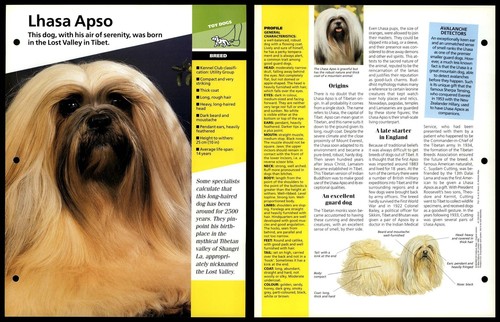 Lhasa apso breed dogs of - apso,