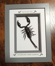 Real Framed Giant Vietnam Forest Scorpion In Grey Frame/Entomology/Taxidermy New