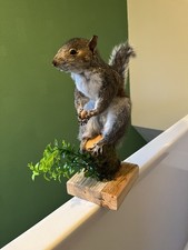 Taxidermy Grey Squirrel (￼