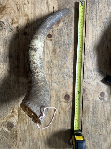 Primitive bull cow horn - primitive, 01