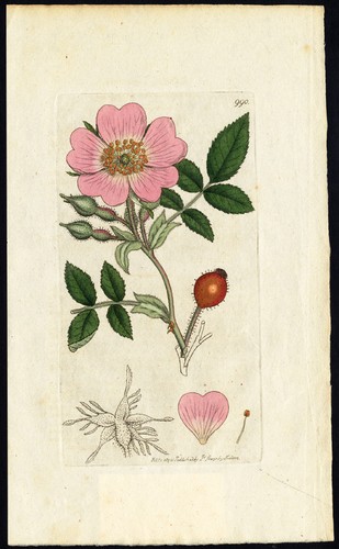 Antique botany print - antique,